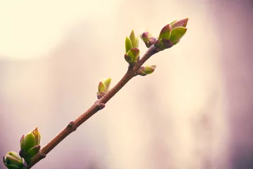 Fotobehang Lente First spring buds