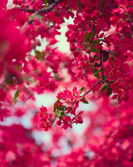 Spring blooming tree © Nik_Merkulov
