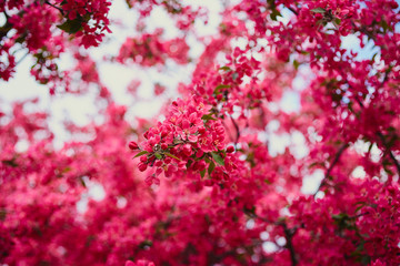 Fototapeta premium Spring pink blooming tree