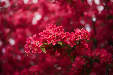 Spring blossom tree