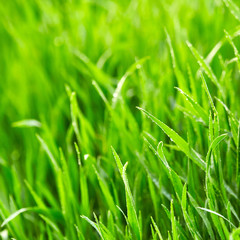 Green grass