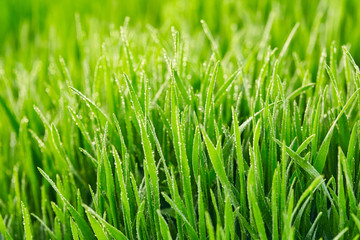 Green grass