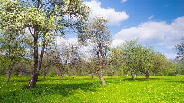 Blossoming apple orchard, panoramic time-lapse
