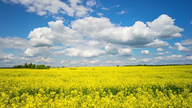 Blooming rapeseed field, panoramic time-lapse