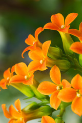Fototapeta premium Flowers in the Garden
