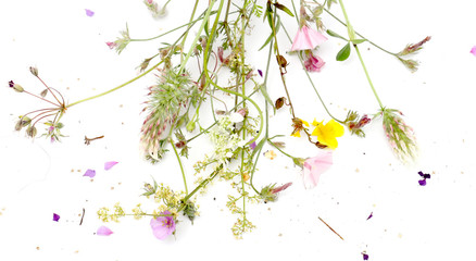 Forest plant flowers, studio shot
