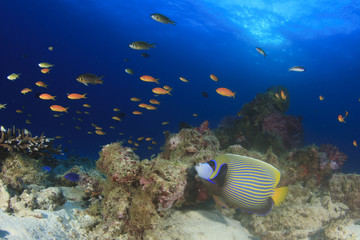 Naklejka na ściany i meble Fish and coral reef underwater in Indian Ocean, Thailand