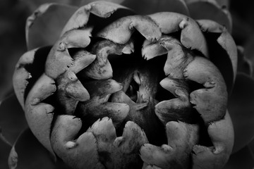 Artichoke closeup. Black and White