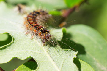 Caterpillar on a Leaf