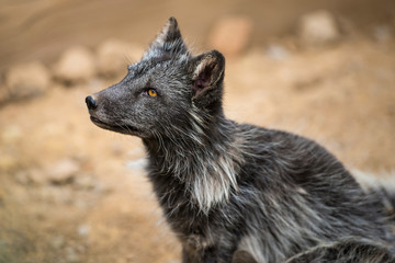 Baby black fox