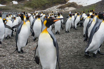 Naklejka premium Walking King Penguins