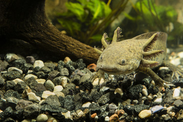 Axolotl in the aquarium