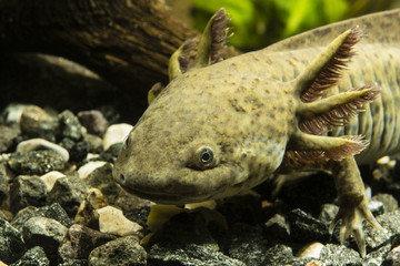 Axolotl in the aquarium © lapis2380