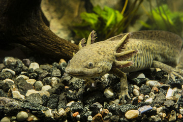 Axolotl in the aquarium