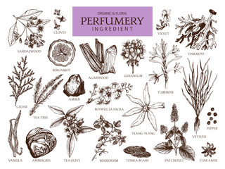 Vector collection of hand drawn perfumery materials and ingredients. Vintage set of aromatic plants for perfumes and cosmetics. - obrazy, fototapety, plakaty