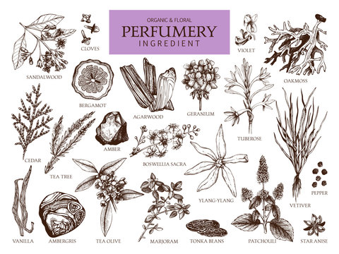 Vector collection of hand drawn perfumery materials and ingredients. Vintage set of aromatic plants for perfumes and cosmetics.