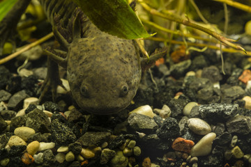 Axolotl in the aquarium