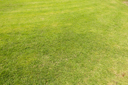Green lawn pattern, Green grass natural background.