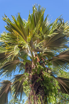 coco-de-mer m&acirc;le des Seychelles, coco-fesses