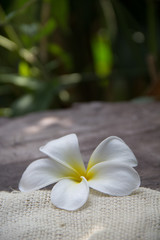 Wood background with Plumeria(frangipani)
