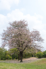 Fototapeta na wymiar Flower pink tree landmark in park, bangkok, thailand, Tabebuia r