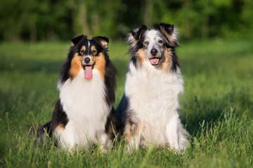 two adorable sheltie dogs sitting together outdoors