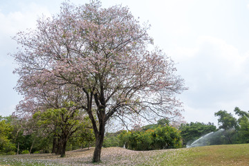 Obraz premium Flower pink tree landmark in park, bangkok, thailand, Tabebuia r