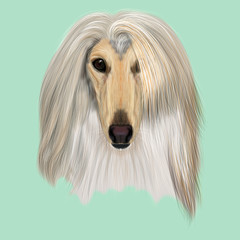 Illustrated Portrait of Afghan Hound dog.