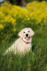 adorable golden retriever puppy outdoors © otsphoto