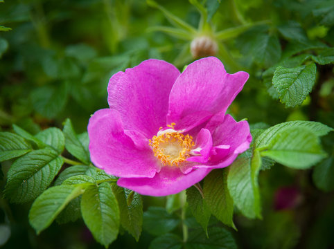 Flower wild rose