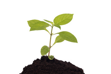 Plan tree growing on soil isolate background