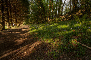 Obraz premium Countryside walk with bluebells along the path