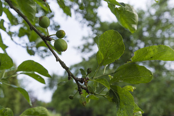Fototapeta premium green fruit plums on the tree