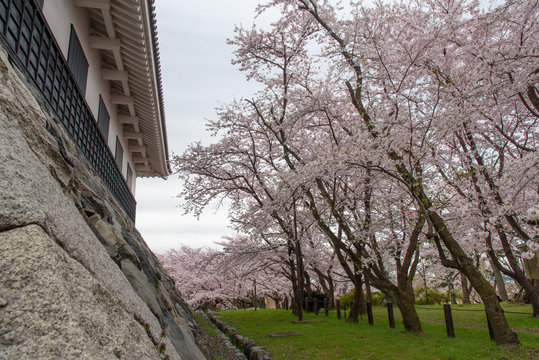 豊公園の桜