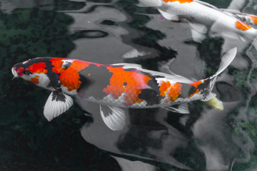 beautifulfish CARP fancy /  koi fish swimming in pond, japanese
