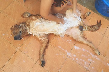dog bathing at home