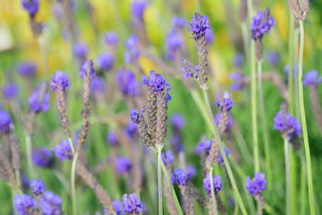 Lavender field background on a summer day