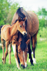 little bay foal with mom in the meadow.