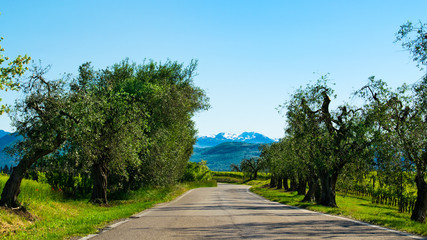 Fototapeta na wymiar A winding road at Italy through olive and wine groves
