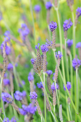 Background Lavender Flowers in vertical frame