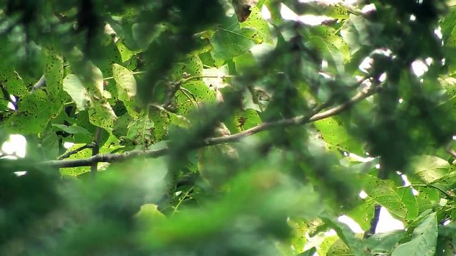 Trees, branches and leaves moving slowly
