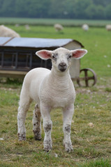 Young lamb in the field