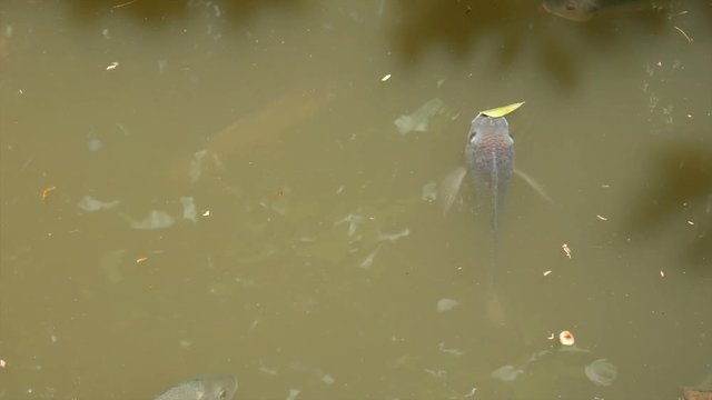 group tilapa fish swim in the water