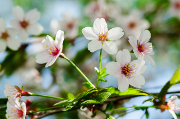 Apple tree blossom flowers