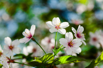 Apple tree blossom flowers