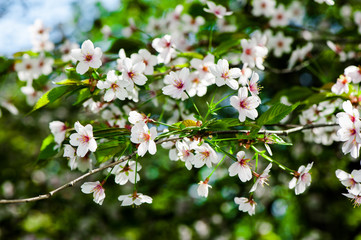 Apple tree blossom flowers