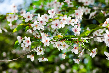 Apple tree blossom flowers