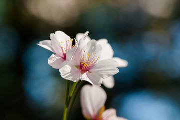 Apple tree blossom flowers