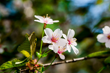 Apple tree blossom flowers