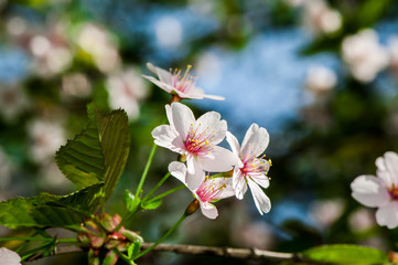 Apple tree blossom flowers